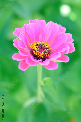 Pink Zinnia flower