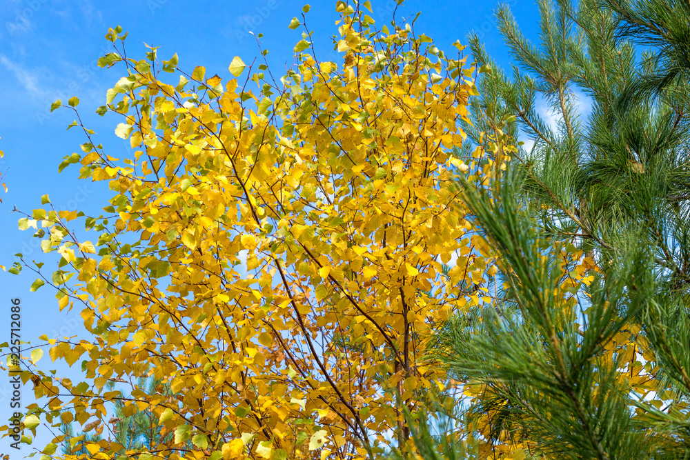 birch and pine in the fall against the blue sky birch and pine in the fall against the blue sky
