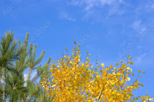 birch and pine in autumn against a background of clean blue sky © Natalia