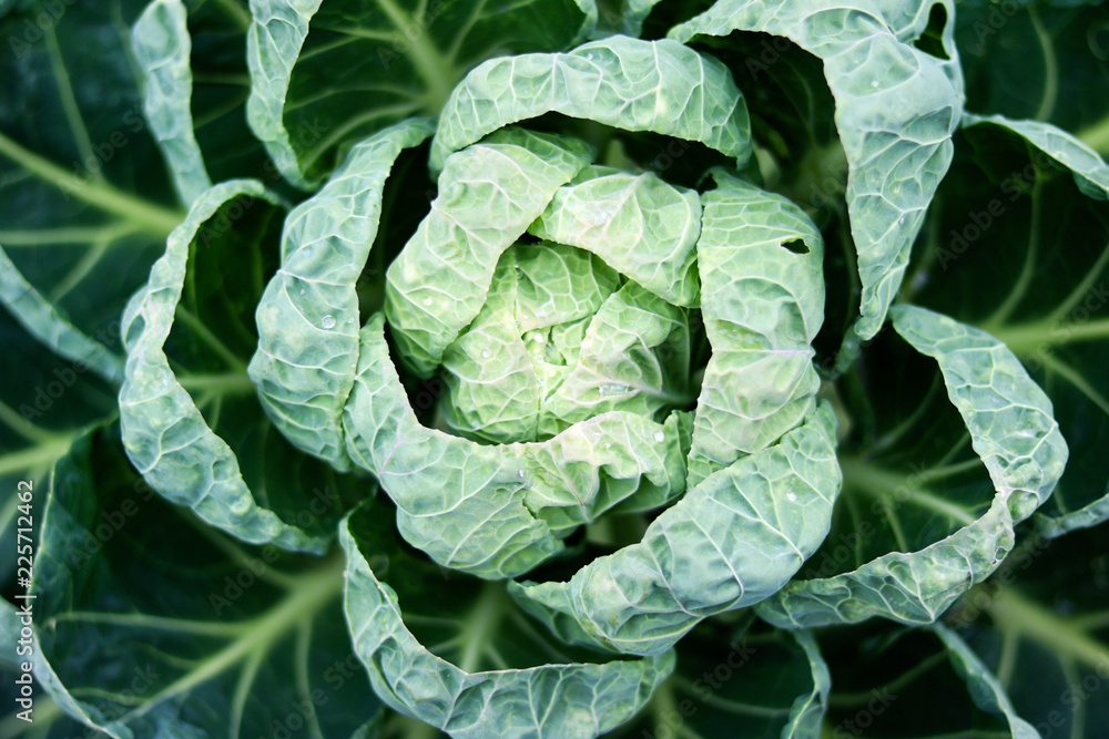 Fresh green cabbage, photo from above Fresh green cabbage, photo from above