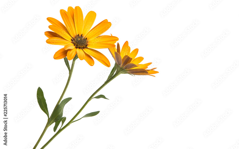 Naklejka premium Osteosperumum Flower Daisy