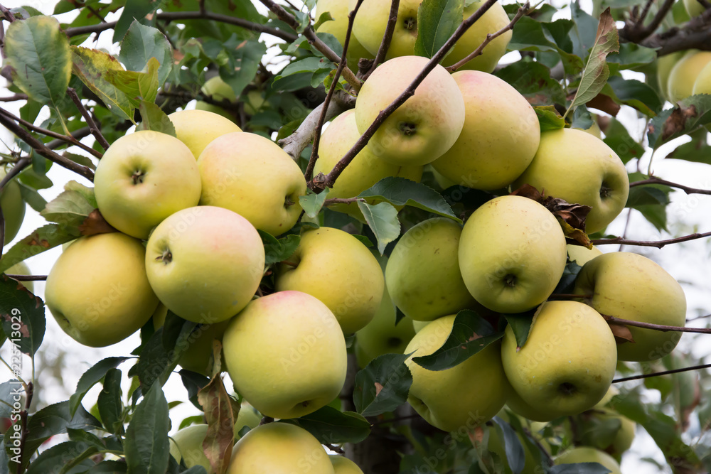 Huge cluster of ripe, yellow applea on an apple tree