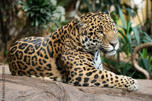 Jaguar sitting