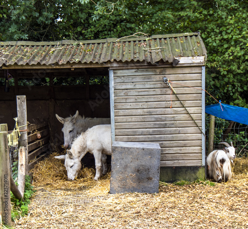 Crowhurst Animal Hospital, East Sussex, England photo