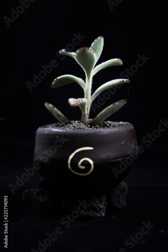 PLANTA