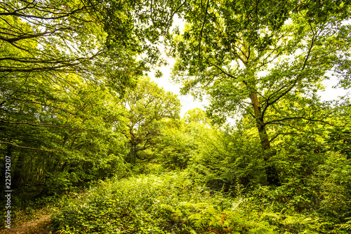 Fore Wood Nature Reserve  Crowhurst  East Sussex  England