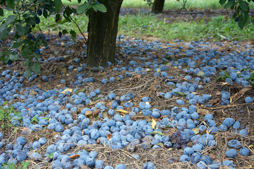 Windfall of blue common plums lying on the ground under a plum tree