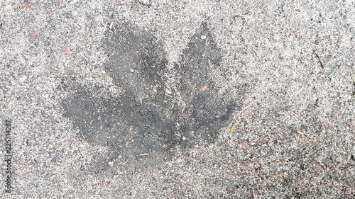 Imprint of leaf on the ground