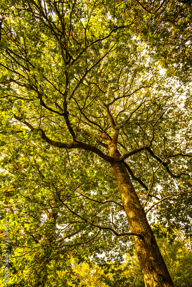 Fore Wood Nature Reserve, Crowhurst, East Sussex, England Fore Wood Nature Reserve, Crowhurst, East Sussex, England