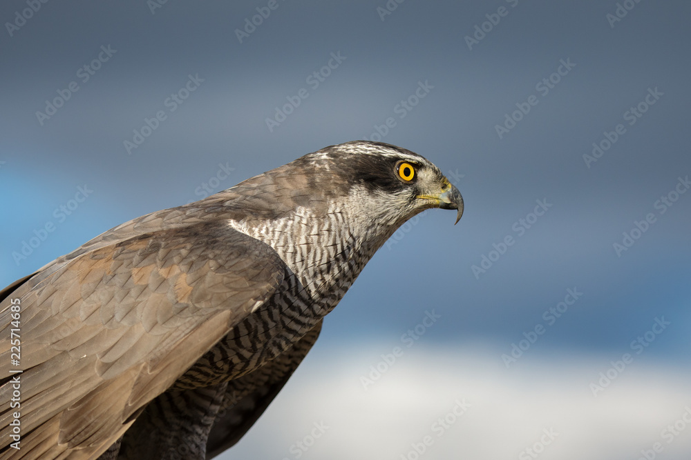 Fototapeta premium Northern goshawk (Accipiter gentilis) closeup on nature background