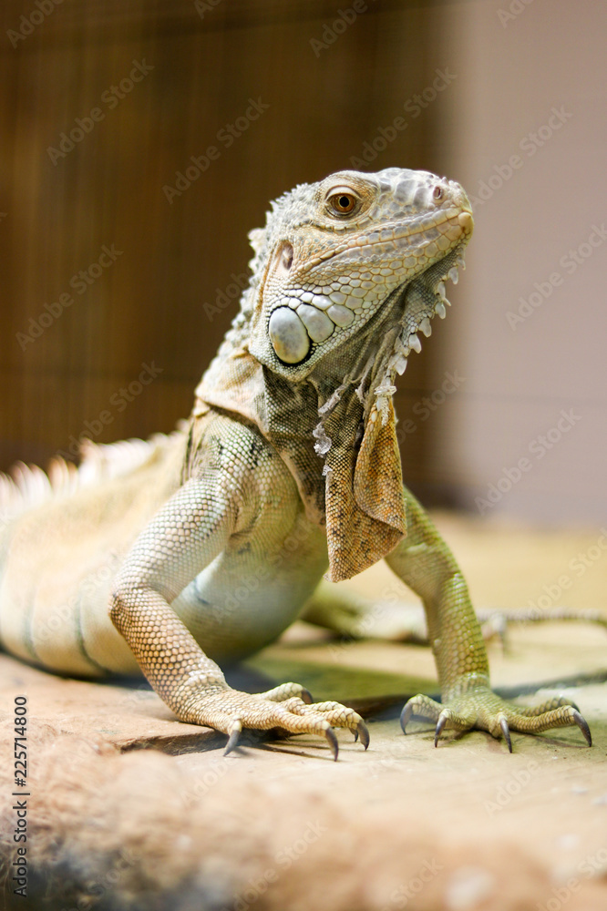 Obraz premium Iguana