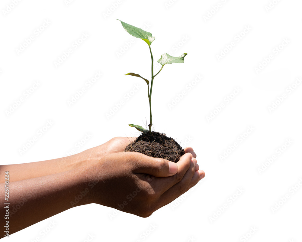 World kindness day concept : Human hands holding big tree isolated on white background World kindness day concept : Human hands holding big tree isolated on white background