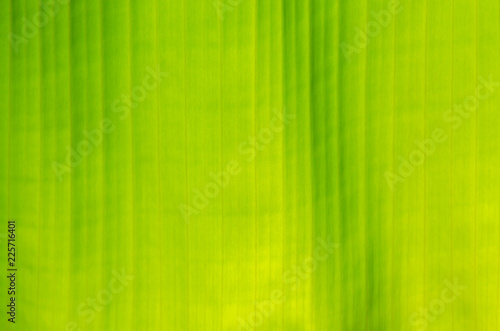 Close up Green Banana leaf texture. Wallpaper