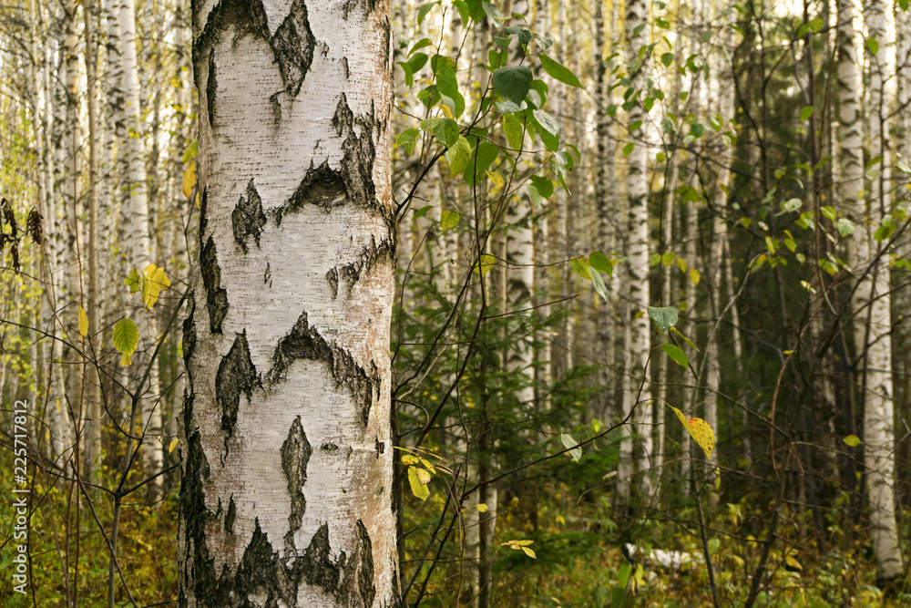 Obraz premium background - white tree trunks in a birch grove, one of them in the foreground