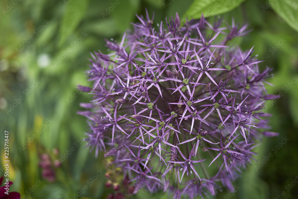 Allium giganteum