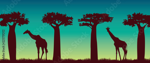 Giraffs, baobabs and night sky. African landscape.