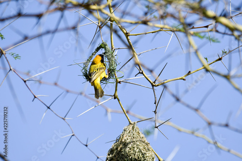 Webervogel Südafrika photo