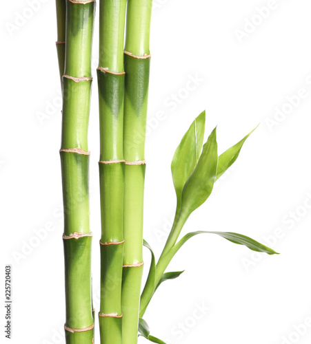 Fototapeta Naklejka Na Ścianę i Meble -  Green bamboo stems with leaves on white background