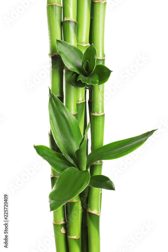 Green bamboo stems with leaves on white background