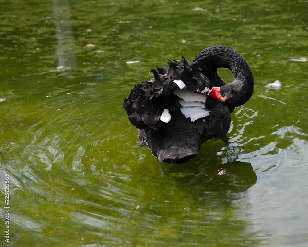 Fototapeta premium Czarny łabędź