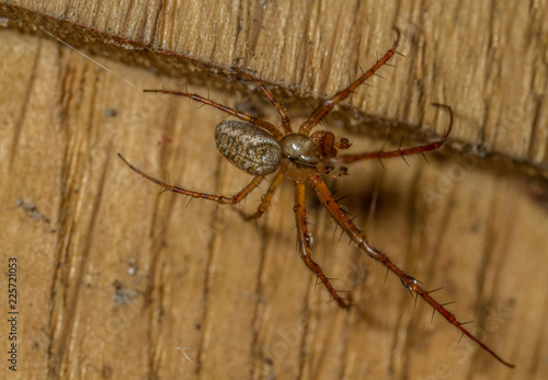 Metellina sp - Lesser Garden spider