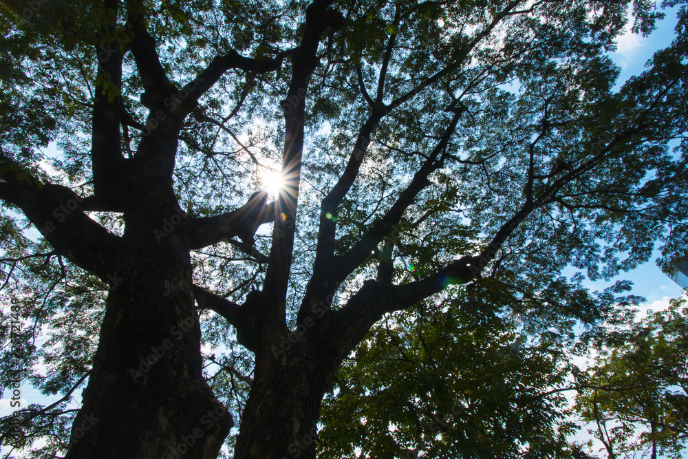 Fototapeta premium Sunshine through the trees causes shine.