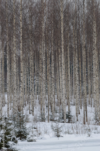 birch forest in deep scandinavian winter frost