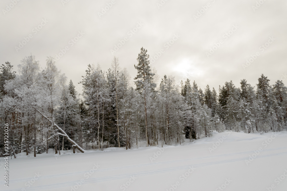Naklejka premium birch forest in deep scandinavian winter frost