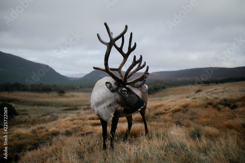 Reindeer standing on grassy landscape