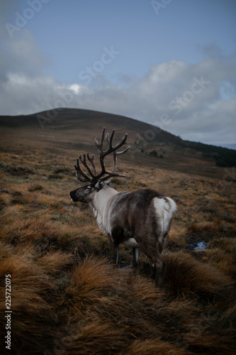 Reindeer standing on grassy landscape