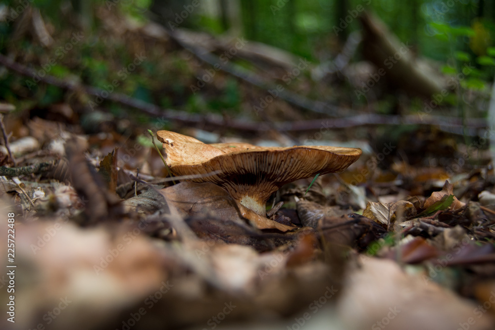 Waldpilz Waldpilz
