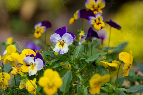 Viola flowers on coloreful blured background