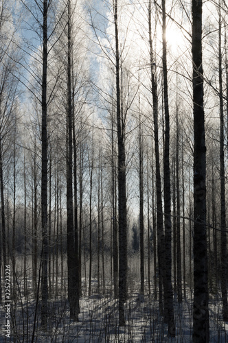 birch forest in deep scandinavian winter frost