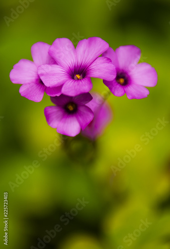 purple flower in the garden