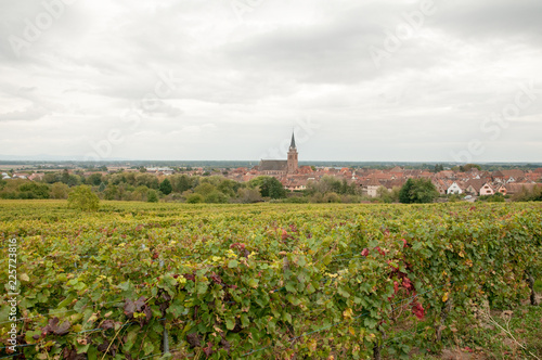 Vineyards in Alsace