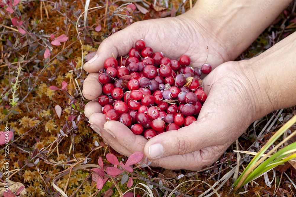 Wild cranberries in the hands