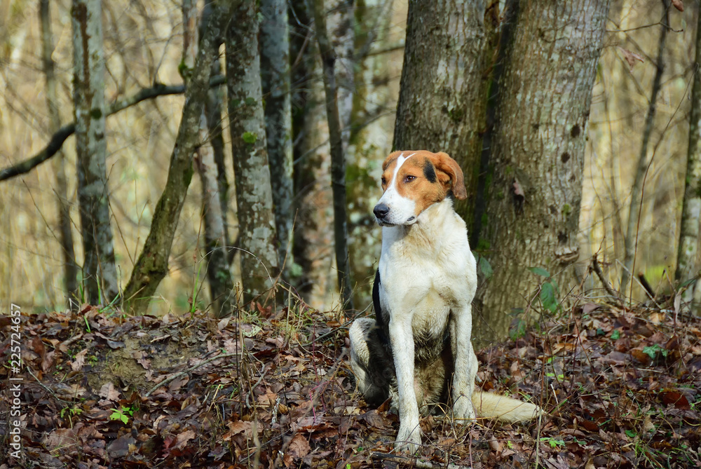Hunting dog in forest Hunting dog in forest