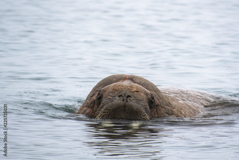 Fototapeta premium Walrus in the Water