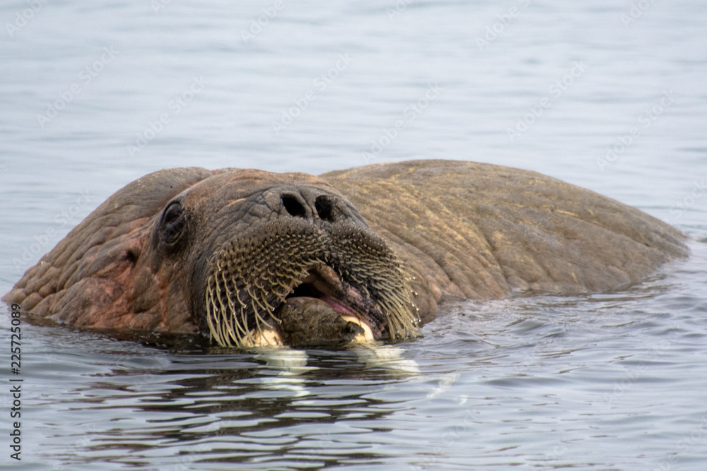 Fototapeta premium Walrus in the Water