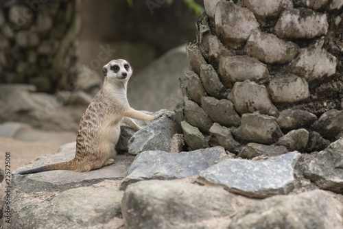 Meerkat looking for something