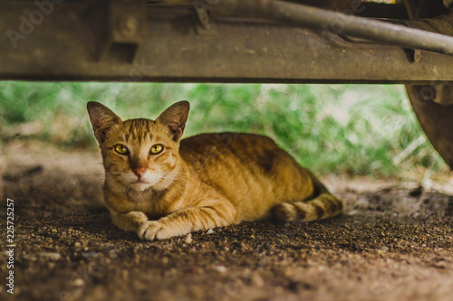 cat lying underneath car