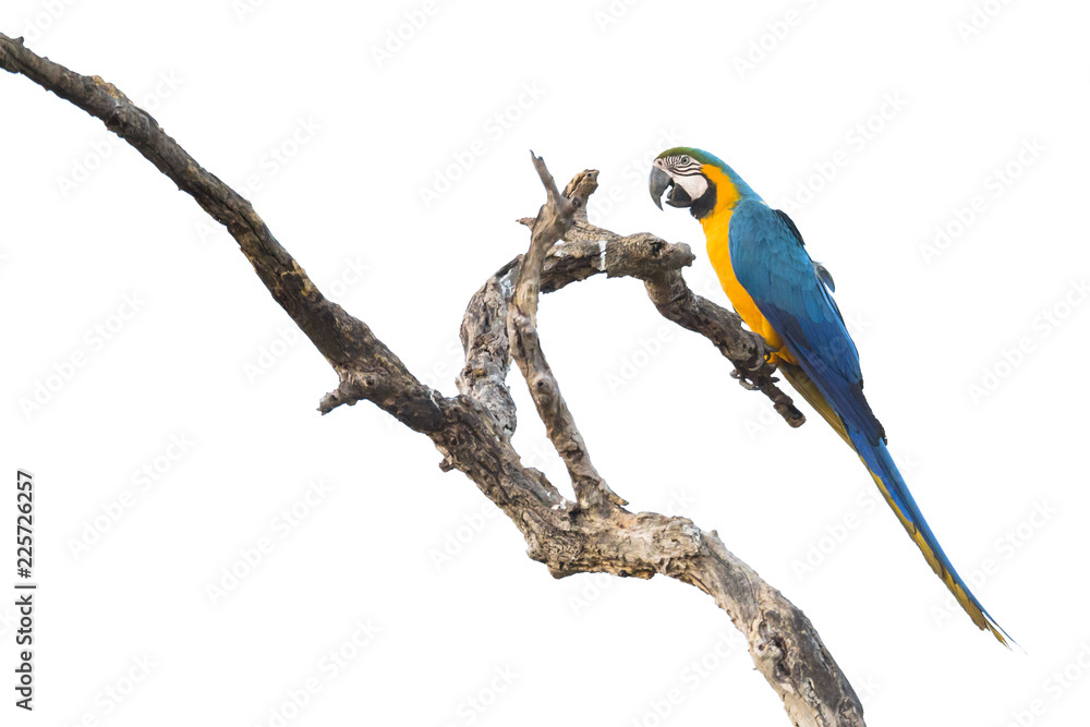 Obraz premium Blue and yellow macaw in tree, Brazil