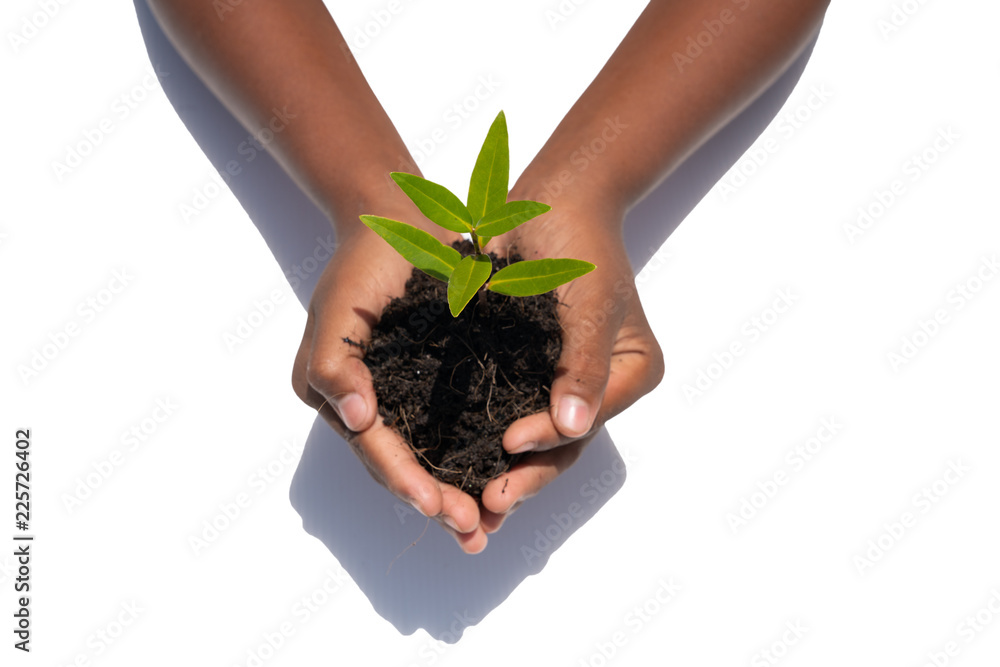World kindness day concept : Human hands holding big tree  isolated on white background