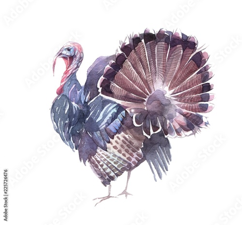 Funny turkey with an open tail. Hand painted watercolor illustration isolated on the white background.
