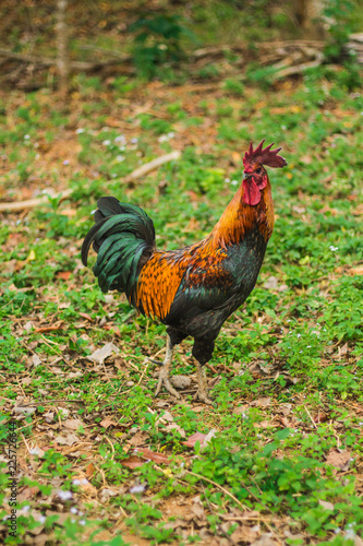 Cock on grass © ruckyletsrock
