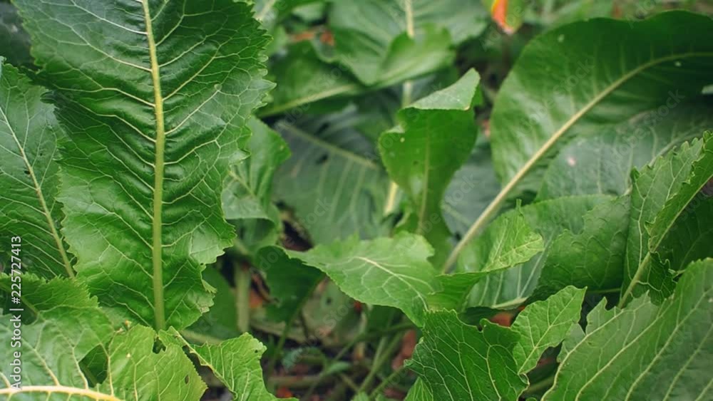 green leaves of horseradish in the garden, harvest agriculture green leaves of horseradish in the garden, harvest agriculture