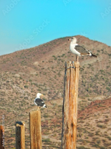 Seagull on post