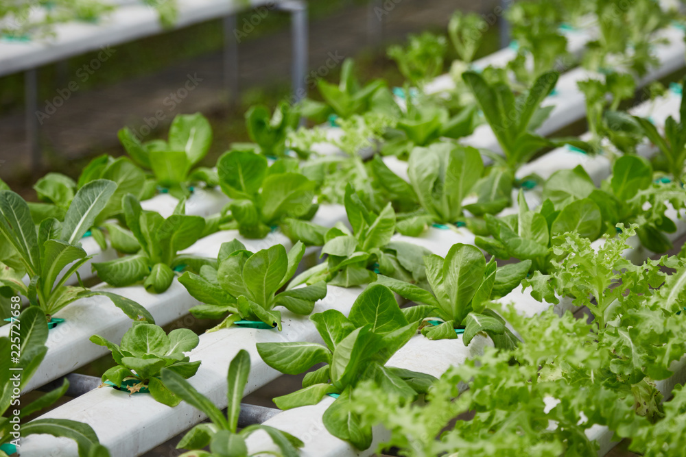 hydroponic vegetable farm system hydroponic vegetable farm system