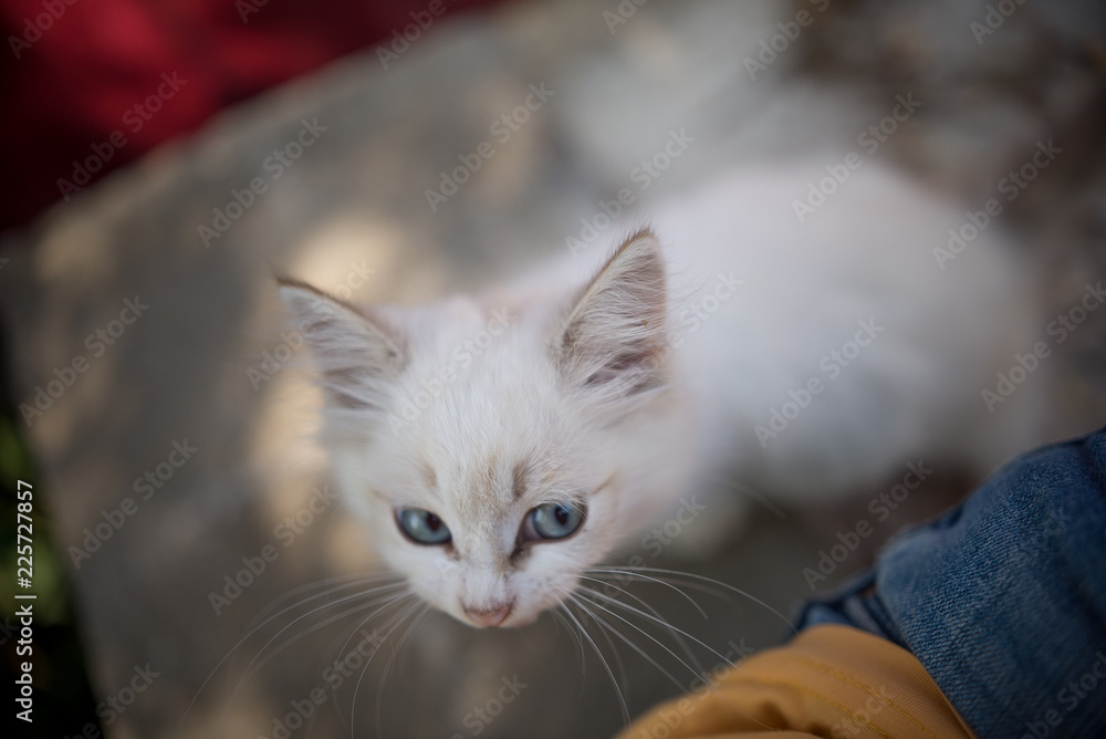 cute white kitten with beautiful eyes looking at a man