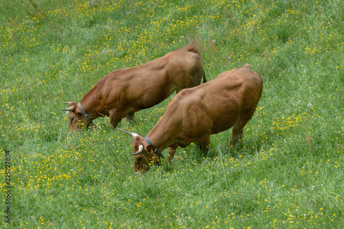 A couple of cows with the typical cowbells